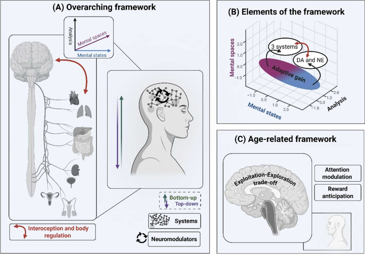 Figure 5 — (A) overarching framework linking interoception and body regulation, mental states and mental spaces, bottom‑up and top‑down systems and neuromodulators; (B) elements of the framework: three systems, dopamine and noradrenaline, adaptive gain; (C) age‑related framework: exploitation–exploration trade‑off, attention modulation, reward anticipation