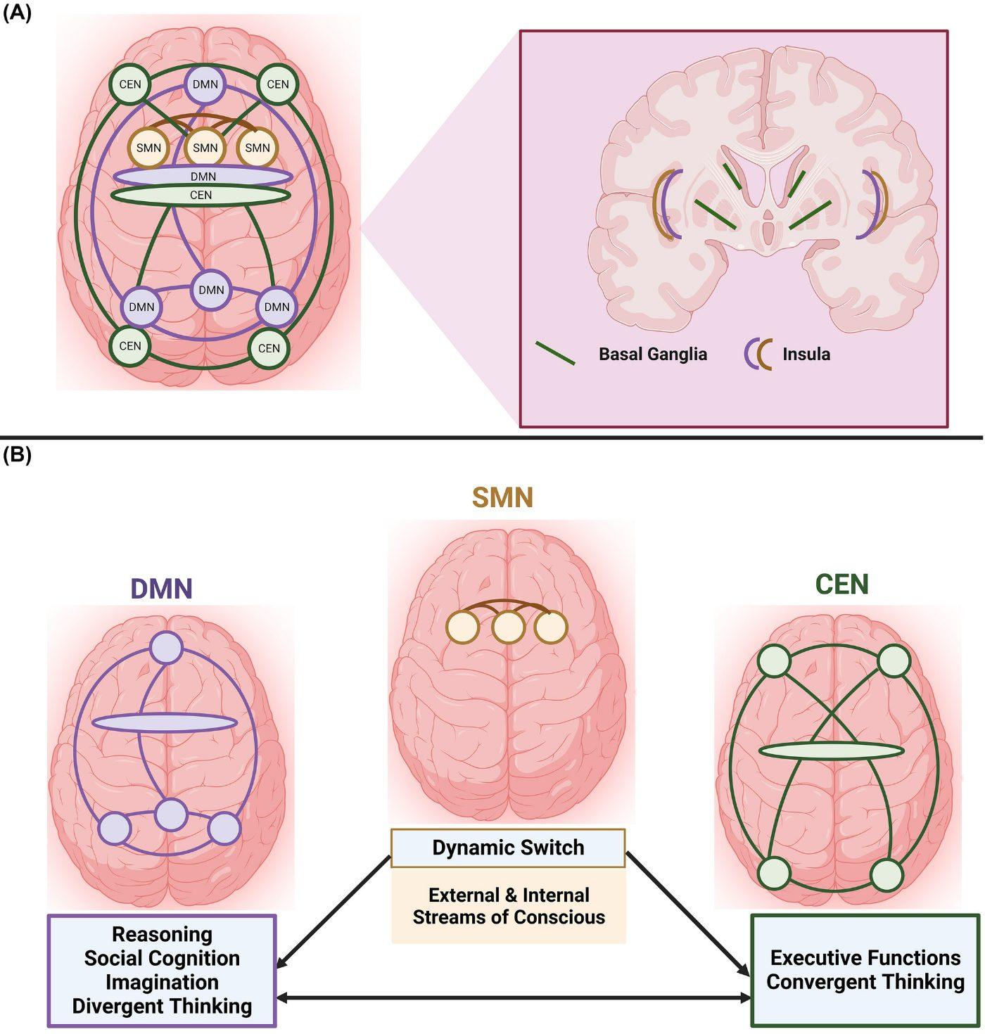 Figure 3 — (A) brain networks in axial view; (B) default‑mode network for reasoning, social cognition and imagination, salience network as the dynamic switch, and central‑executive network for executive functions and convergent thinking