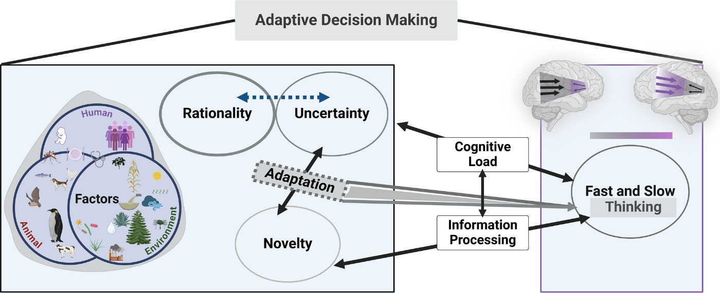 Figure 1 — Adaptive decision‑making: factors across human, animal and environment feed rationality, uncertainty and novelty; adaptation links them through cognitive load and information processing to fast and slow thinking, shown as opposing arrow flows in the brain