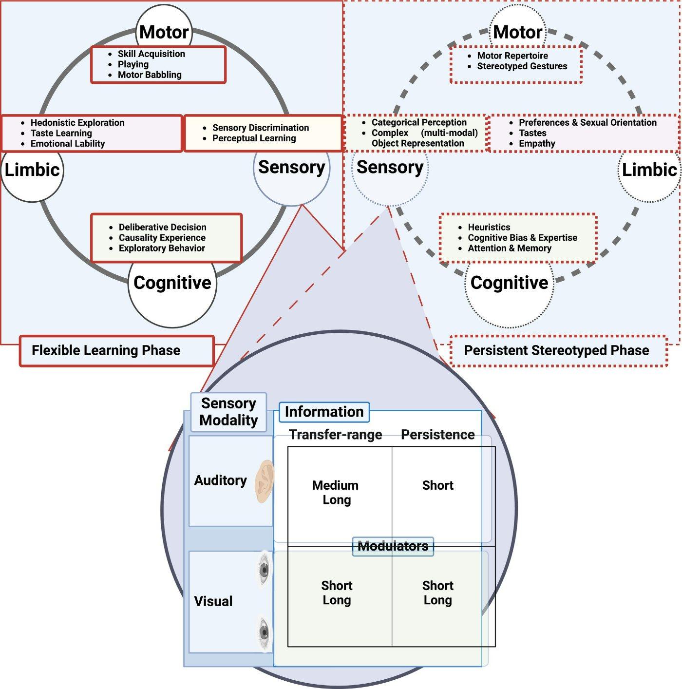Figure 3 — flexible learning phase (motor: skill acquisition, playing, motor babbling; limbic: hedonistic exploration, taste learning, emotional lability; sensory: sensory discrimination, perceptual learning; cognitive: deliberative decision, causality experience, exploratory behavior) versus persistent stereotyped phase (motor repertoire, stereotyped gestures; categorical perception, complex object representation; preferences, tastes, empathy; heuristics, cognitive bias and expertise, attention and memory); inset: information transfer‑range and persistence by sensory modality with modulators