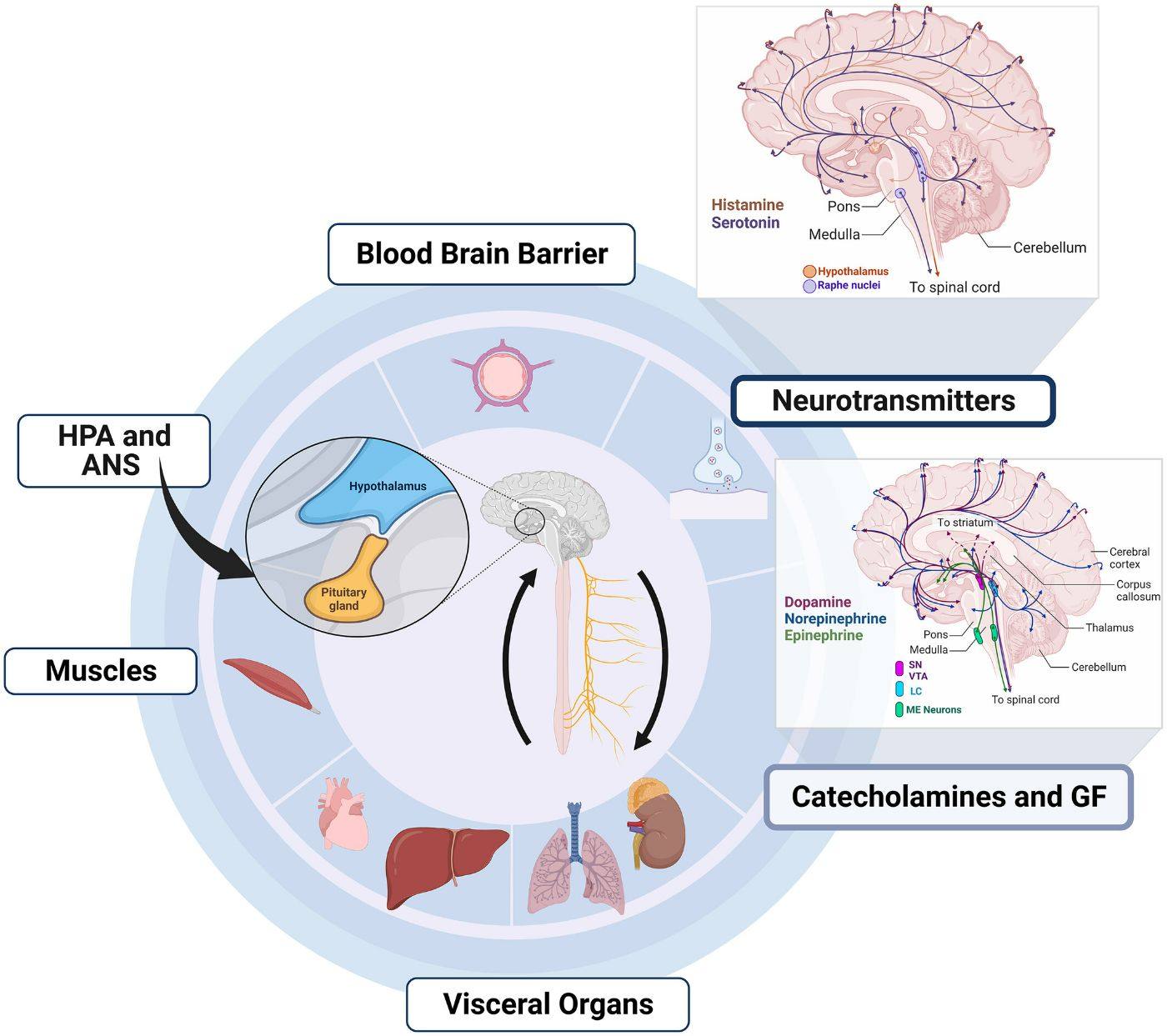 Figure 5 — brain–body pathways of creative activity: blood–brain barrier, HPA axis and autonomic nervous system, muscles, visceral organs, neurotransmitters, catecholamines and growth factors