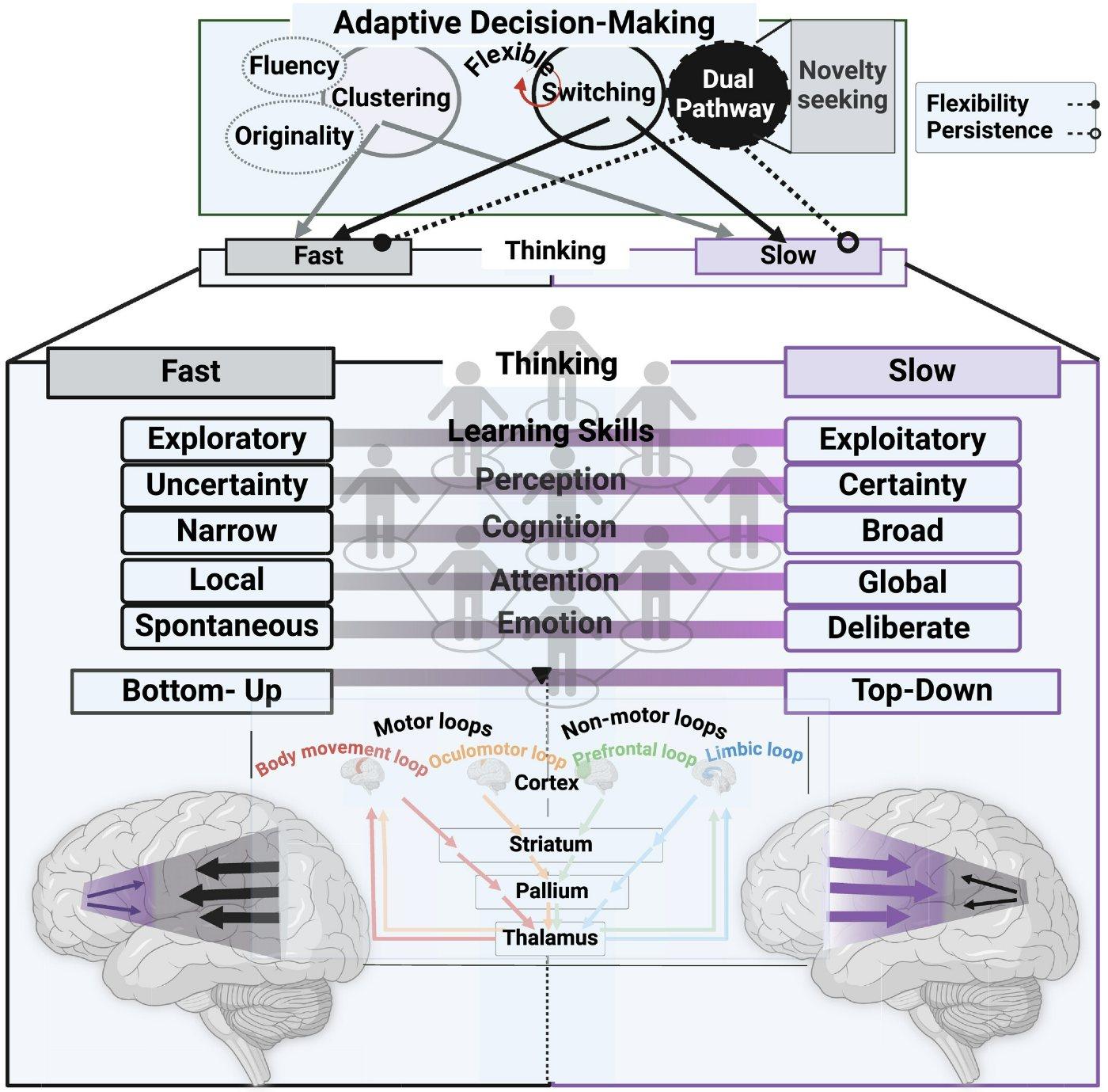 Figure 2 — the full map: creative‑thinking components (fluency, originality, clustering, switching, dual pathway, novelty seeking) over fast and slow thinking; learning skills from exploratory/uncertainty/narrow/local/spontaneous to exploitatory/certainty/broad/global/deliberate across perception, cognition, attention and emotion; bottom‑up and top‑down loops through cortex, striatum, pallidum and thalamus