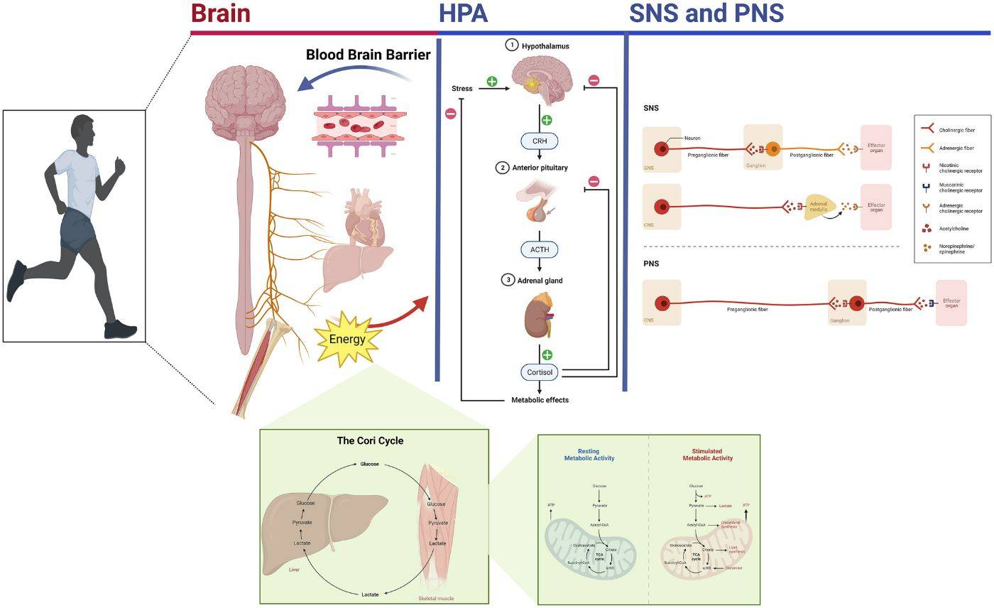 Figure 6 — brain, HPA axis, and sympathetic and parasympathetic nervous systems during movement and stress, with cortisol and neural pathways