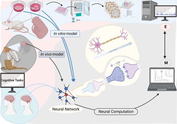From Bench to Neural Computation